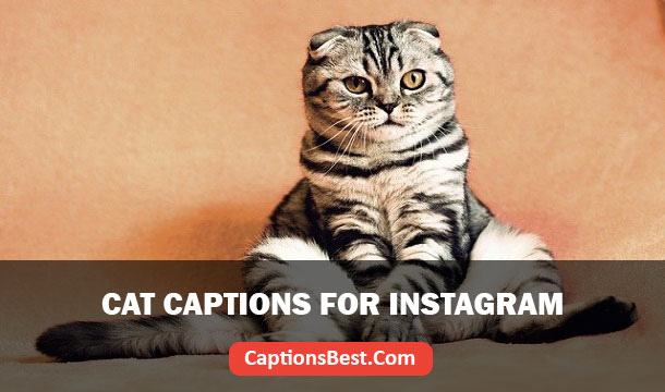 Cat Captions for Instagram And Quotes
