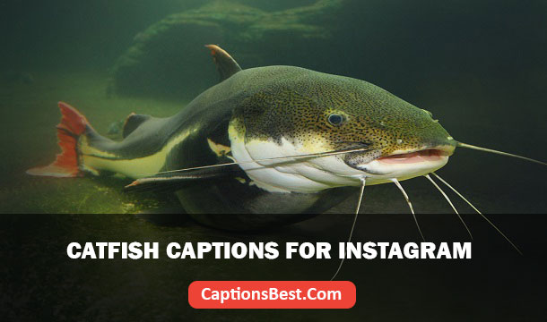 Catfish Captions for Instagram