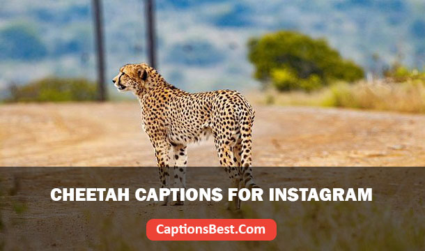 Cheetah Captions for Instagram