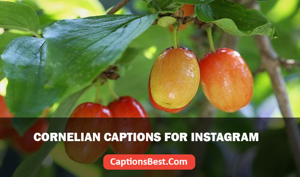 Cornelian Captions For Instagram And Quotes