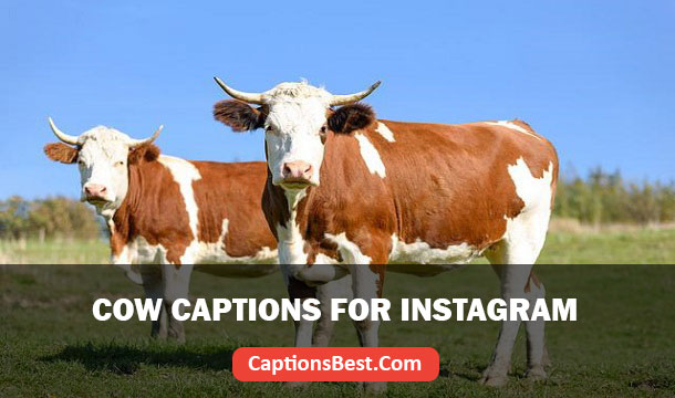 Cow Captions And Quotes for Instagram