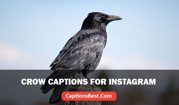 Crow Captions for Instagram