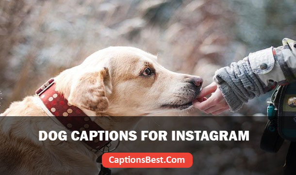 Dog Captions for Instagram And Quotes