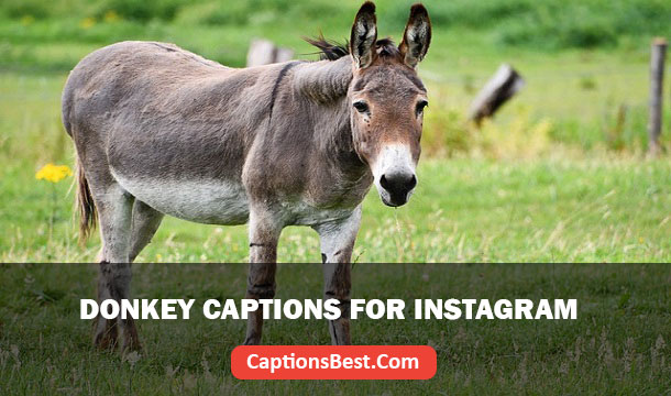 Donkey Captions for Instagram