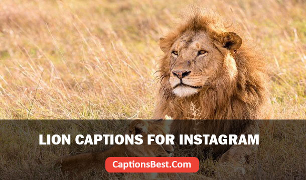 Lion Captions for Instagram And Quotes