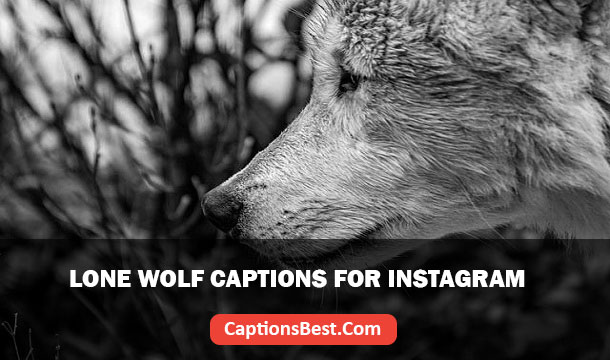 Lone Wolf Captions For Instagram And Quotes