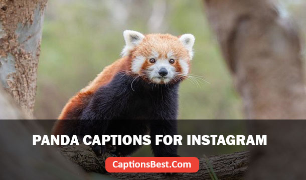 Panda Captions for Instagram And Quotes