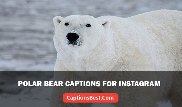 Polar Bear Captions for Instagram