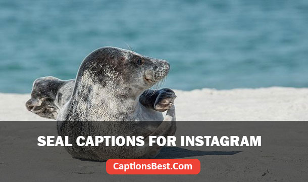 Seal Captions for Instagram