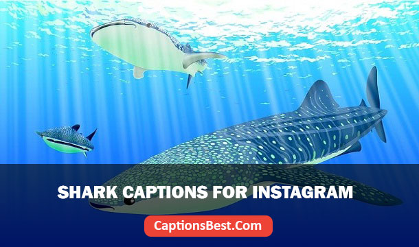 Shark Captions for Instagram