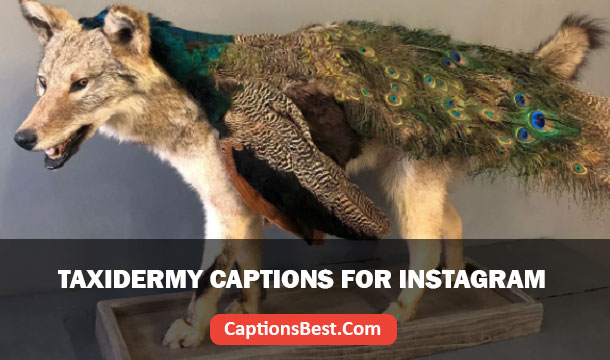 Taxidermy Captions for Instagram