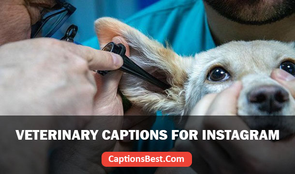 Veterinary Captions for Instagram