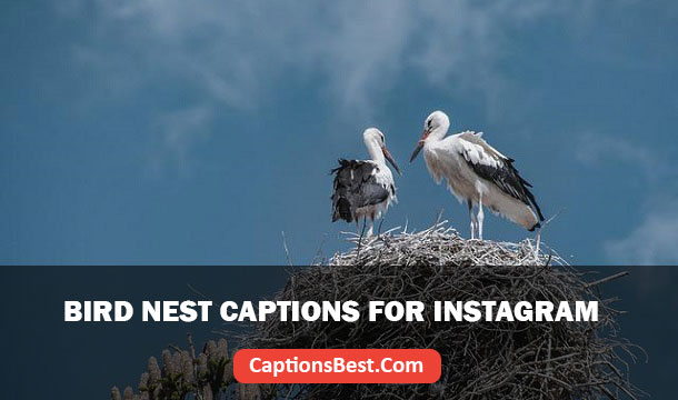 Bird Nest Captions for Instagram