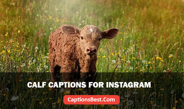 Calf Captions for Instagram
