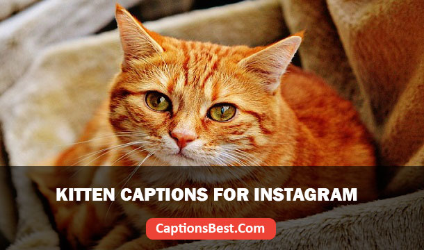 Kitten Captions for Instagram