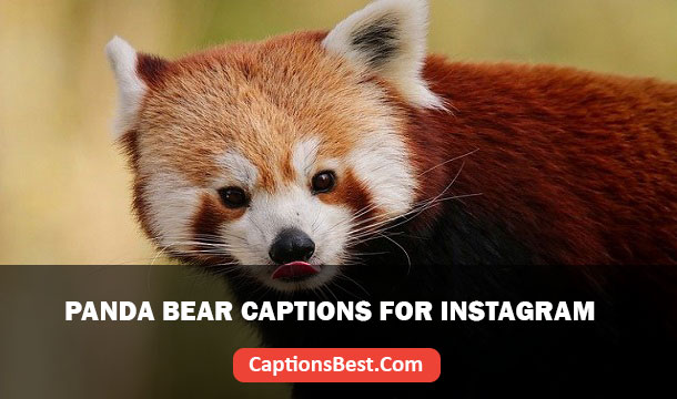 Panda Bear Captions for Instagram