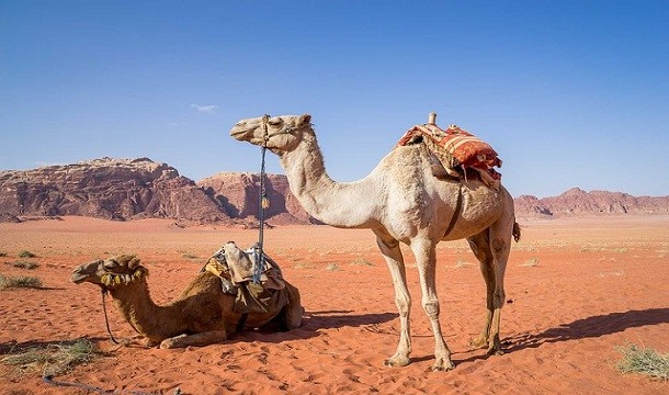 Camel Captions For Instagram