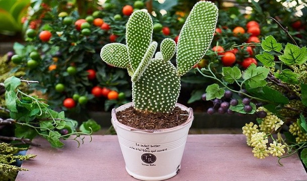 Cactus Captions for Instagram
