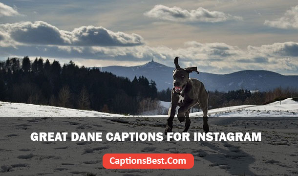 Great Dane Captions for Instagram