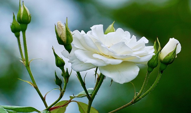 White Rose Captions For Instagram