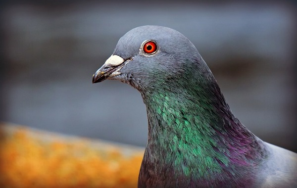 Pigeon Captions For Instagram